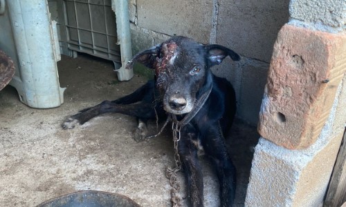 Idosa é presa em flagrante por maus tratos a animal em Barra do Piraí